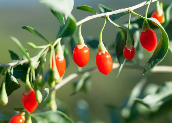 Manfaat Buah Goji Berry bagi Kesehatan dan Cara Mengonsumsinya