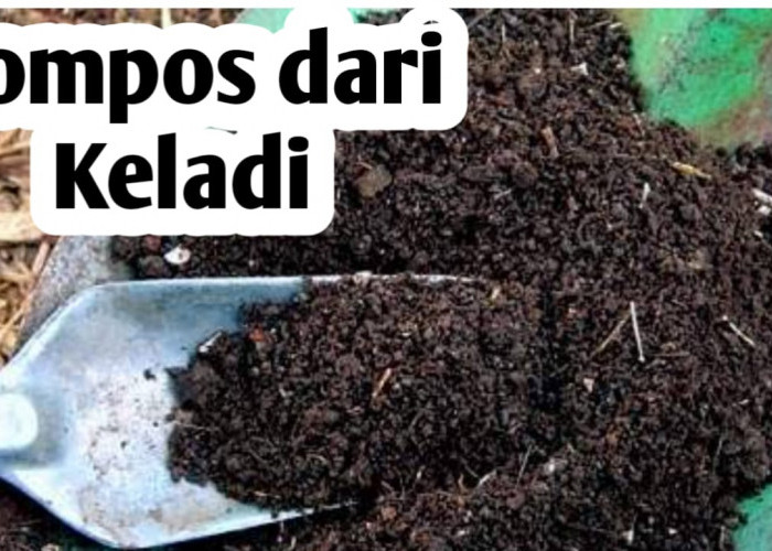 Membuat Pupuk Kompos dari Keladi, Ini Manfaatnya Bagi Tanaman