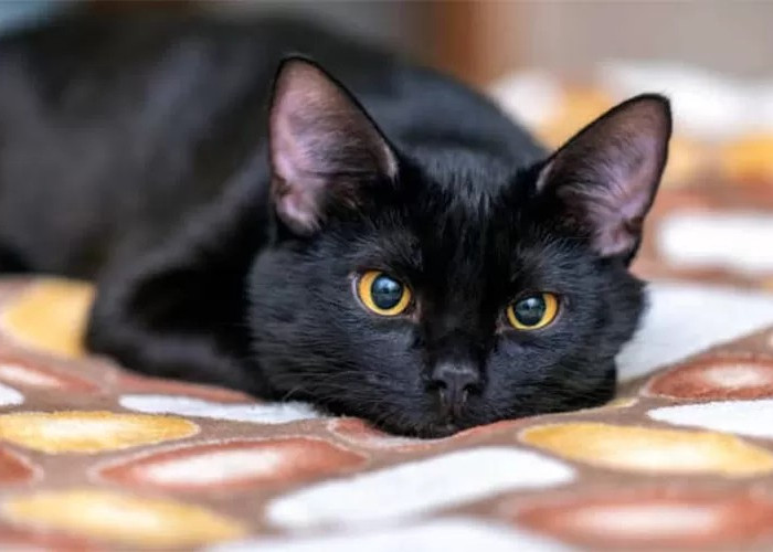 Pelihara Kucing Berwarna Hitam Pembawa Sial! Mitos Atau Fakta?