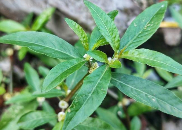 Orang-aring: Tanaman Herba yang Punya Banyak Manfaat