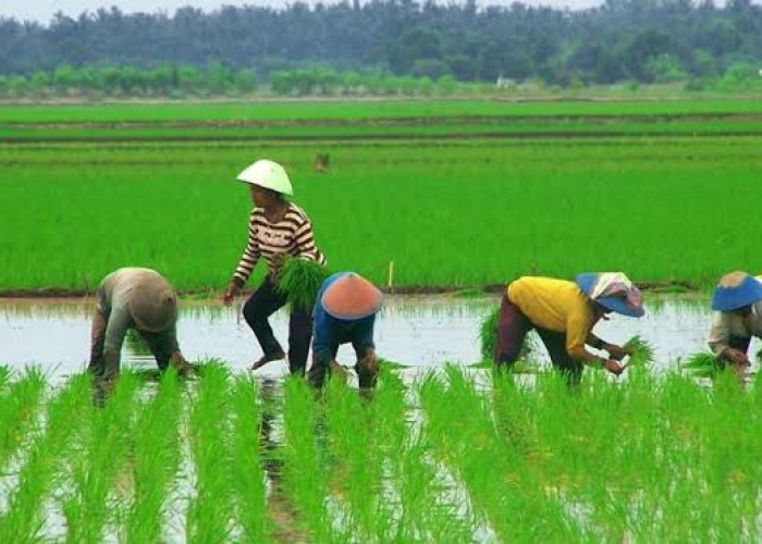 462 Hektar Sawah di Kota Bengkulu Tak Boleh Dialihfungsikan