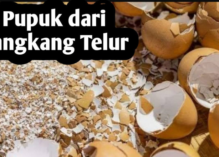 Membuat Pupuk dari Cangkang Telur, Ini Langkah yang Harus Dilakukan