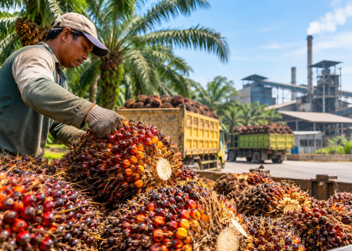 Dua PKS di Mukomuko Beli TBS Rp3.010 per Kilogram, Sembilan Lainnya di Bawah Rp3.000