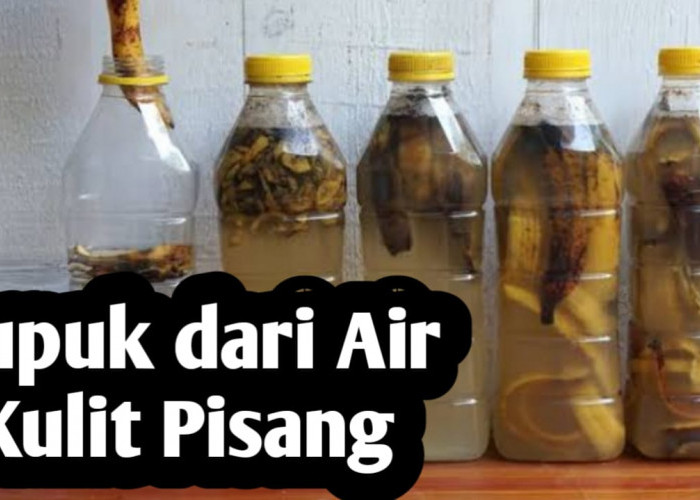 Pupuk dari Air Kulit Pisang, Ini Manfaatnya bagi Tanaman