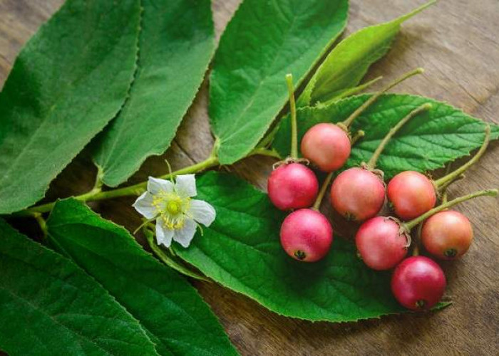 Ini Dia 11 Manfaat Buah Kersen bagi Kesehatan Tubuh