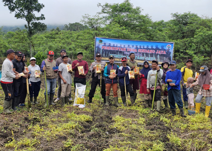 Desa Sindang Jaya Rejang Lebong Sukseskan Program Sadisahe, Tanam Jagung di Lahan Satu Hektar