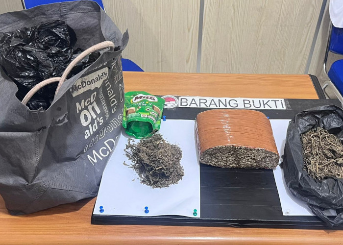 Terungkap dari Laporan Warga, Polisi Ringkus Pengedar Ganja di Dua Lokasi Kota Bengkulu