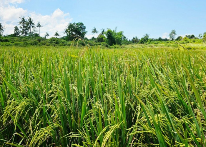  Melangkah Menuju Kemandirian Pangan Beras di Perbatasan