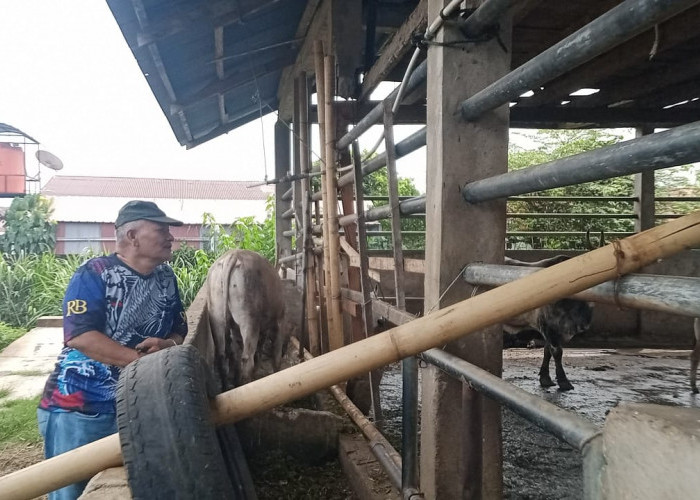 Pesanan Sapi Kurban Masih Sepi, Peternak Prediksi Lonjakan Seminggu Sebelum Idul Adha