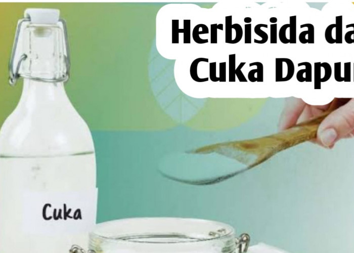 Cara Membuat Herbisida Alami dari Cuka