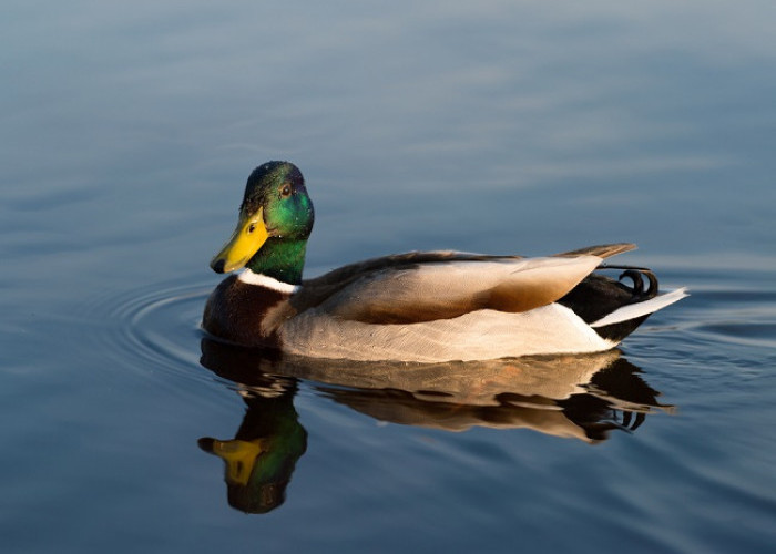 Waspada Duck Syndrome! Gangguan Psikologis yang Dialami Orang Dewasa Muda