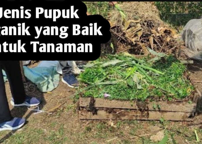 Ini Dia, 8 Jenis Pupuk Organik yang Baik untuk Tanaman, Mudah Dibuat di Rumah