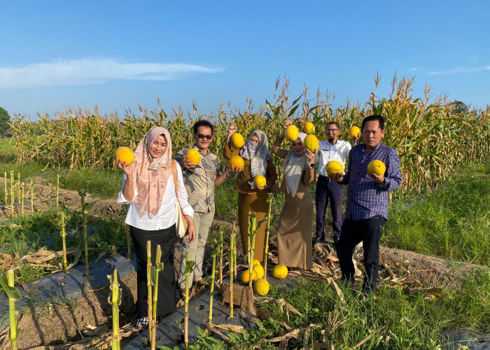 DPRD Kota Bengkulu Apresiasi Petani Alih Fungsi Tanaman untuk Tingkatkan Nilai Ekonomi