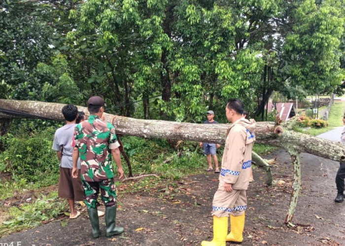 Wujud Sinergitas, TNI/Polri Bersama Masyarakat Evakuasi Pohon Tumbang