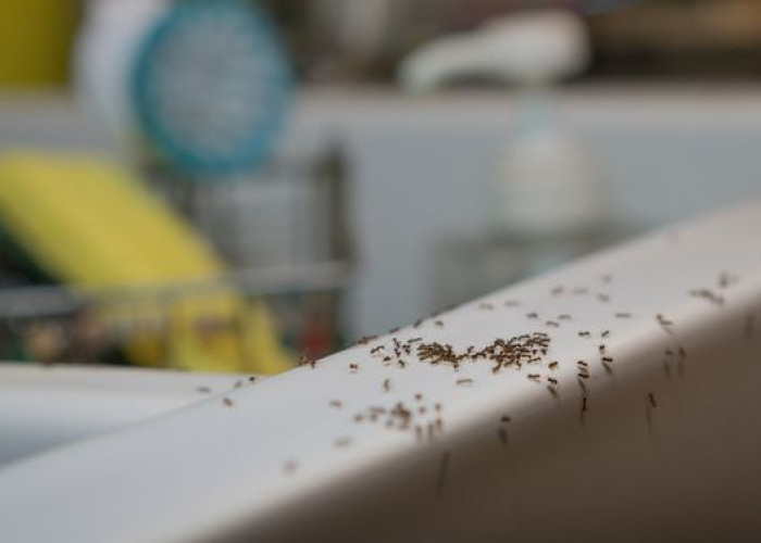 Risih Semut Berkeliaran di Setiap Sudut Rumah, Begini Cara Mengusir Semut dengan Cara Alami