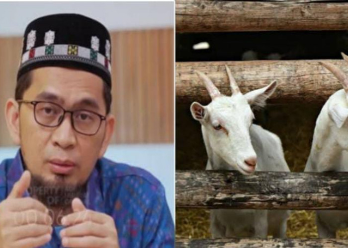 Ketentuan Umur Hewan Kurban untuk Idul Adha, Berikut Penjelasan Ustaz Adi Hidayat