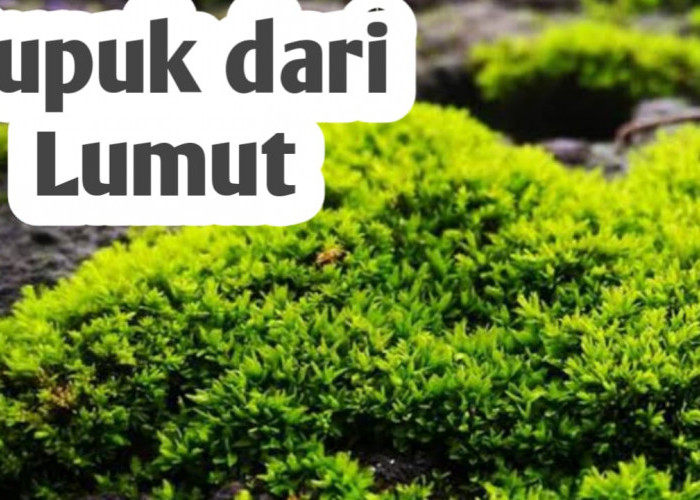 Manfaat Lumut, Juga Bisa Dijadikan Sebagai Pupuk Tanaman