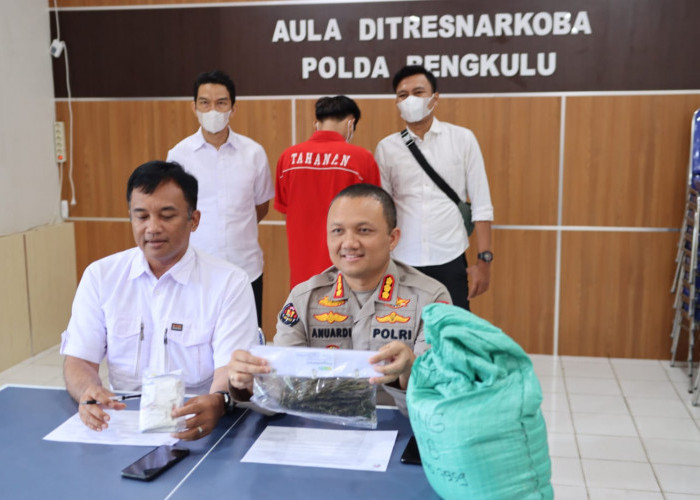 Modus Penyelundupan Ganja di Bengkulu, Dikirim Via Mobil Travel dan Disembunyikan dalam Karung Beras