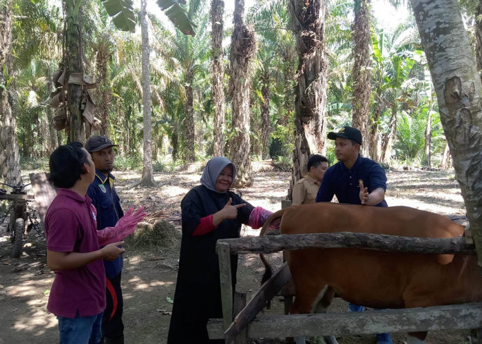 Kawal Idul Adha 2026, Dinas Pertanian Mukomuko Siagakan Petugas Medis Ternak hingga Hari Penyembelihan