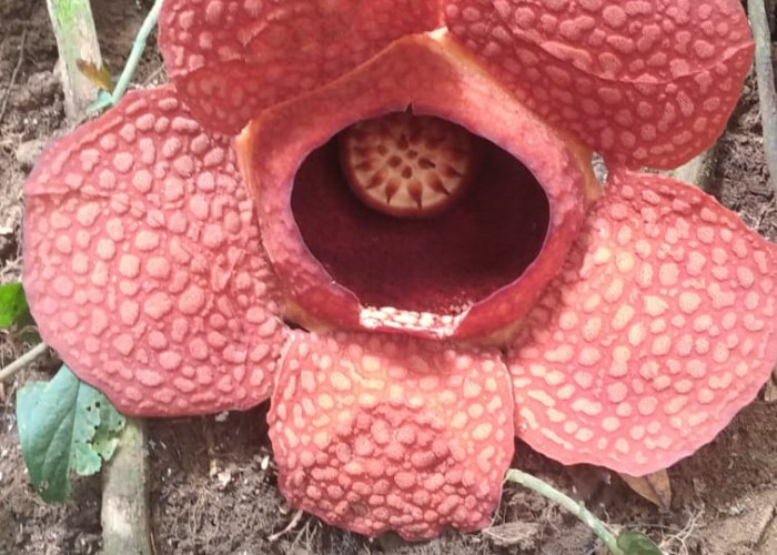 Bunga Rafflesia Kemumuthensis Mekar Sempurna di Kemumu