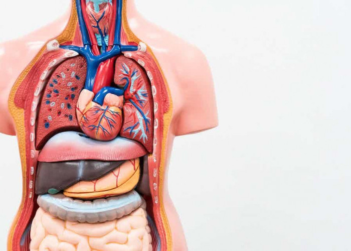 Jrang Diketahui, Ini Dia Kebiasaan yang Paling Disenangi Organ Tubuhmu