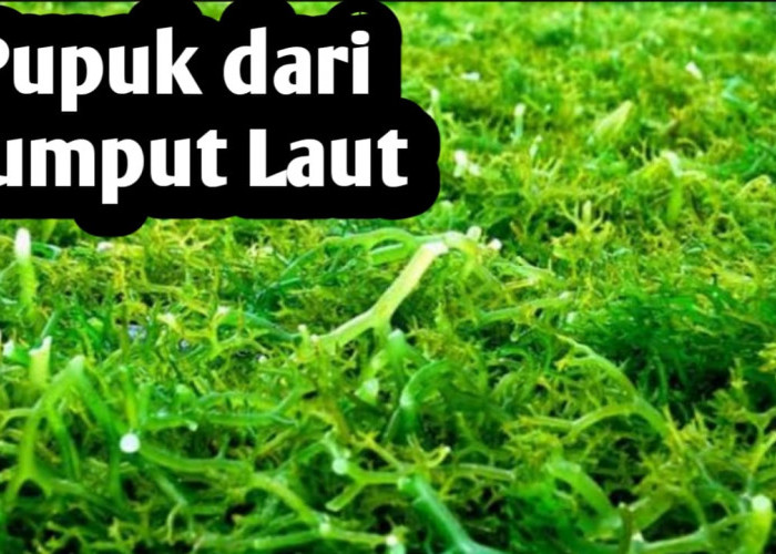 5 Manfaat Pupuk Organik dari Rumput Laut