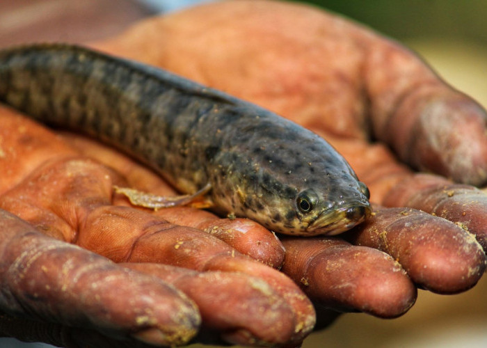 Amerika Anti Terhadap Ikan Gabus, Jika Ditemukan Harus Dibunuh