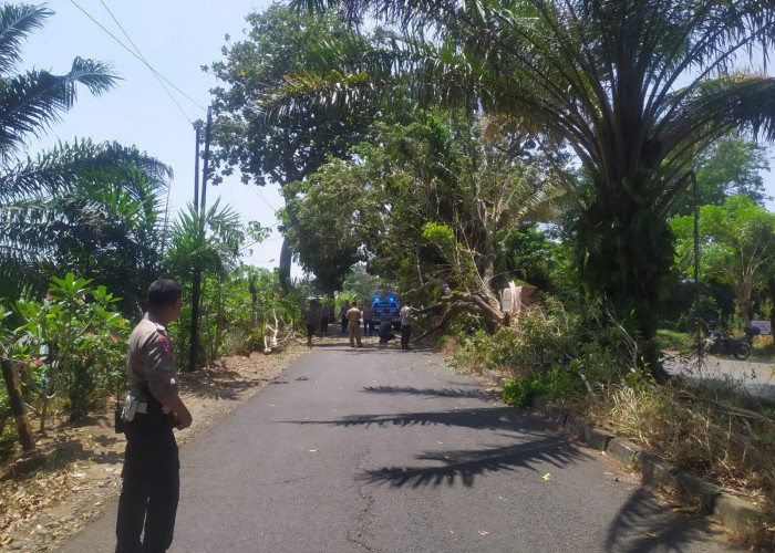 Hendak ke Kampus, 2 Orang Mahasiswi Tertimpa Pohon di Jalan Citandui