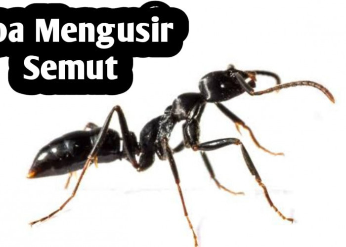 Doa Nabi Sulaiman AS untuk Mengusir Semut, Cara Halus Tanpa Membunuh