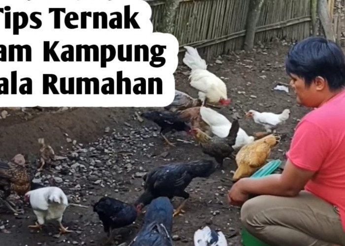 Ternak Ayam Kampung Skala Rumahan, Ini Tips Agar Sukses