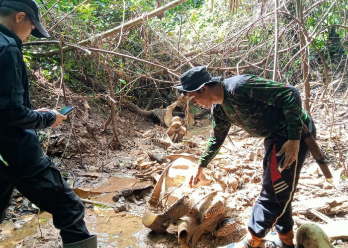 Gajah Sumatera di Kawasan Seblat Bengkulu Ditemukan Tinggal Tulang Belulang 