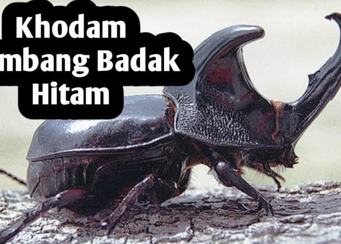 Kekuatan Khodam Kumbang Badak Hitam, Sang Pelindung yang Membawa Kestabilan Hidup