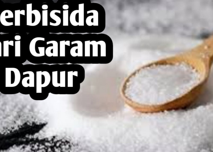 Cara Membuat Herbisida Alami dari Garam Dapur