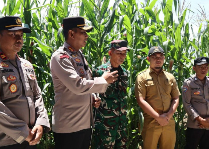 Targetkan 314 Hektare Lahan Jagung, Pemkab Mukomuko Perkuat Ketahanan Pangan