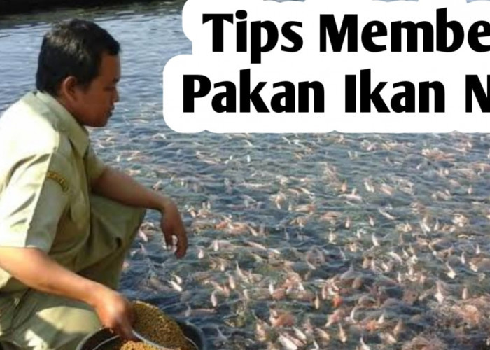 Tips Memberi Makan Ikan Nila Agar Cepat Panen
