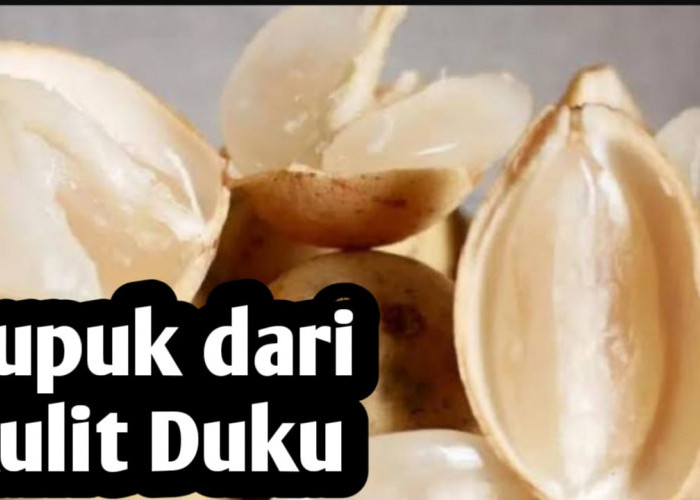 Jangan Dibuang, Kulit Duku Bisa Dijadikan Pupuk Tanaman