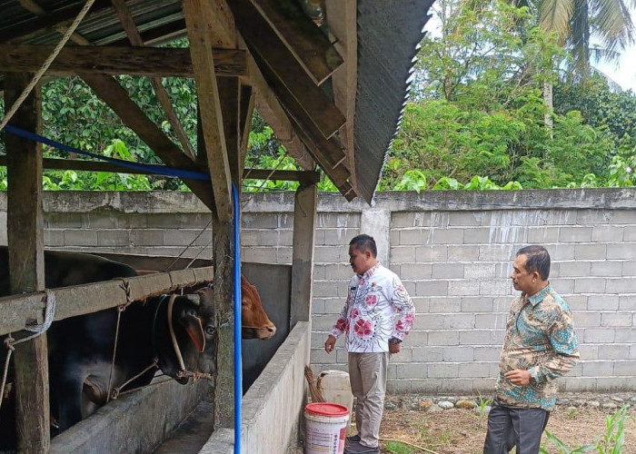 Jelang Idul Adha, Ratusan Hewan Ternak di Bengkulu Selatan Diperiksa