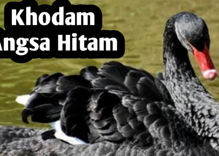 Kekuatan Khodam Angsa Hitam, Mampu Memberikan Perlindungan Terhadap Bahaya Gaib