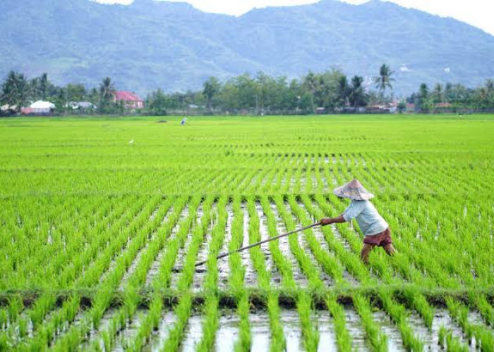 Pemkot Bengkulu Lakukan Perluasan Persawahan, Target Swasembada Pangan 2205