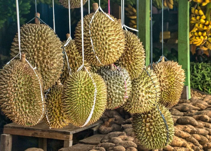 Misteri Mimpi Makan Buah Durian! Ada  Pesan Gaib dalam Aroma dan Rasa