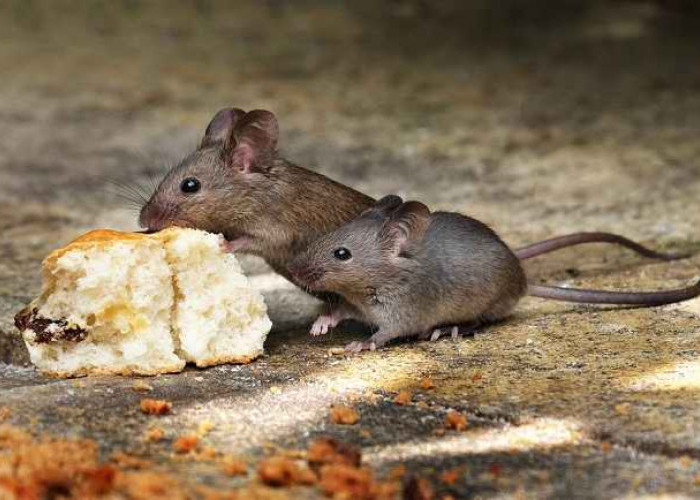 Pentingnya Mengusir Tikus untuk Mencegah Berbagai Penyakit