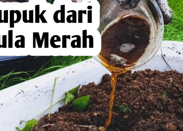 7 Manfaat Gula Merah Sebagai Pupuk Tanaman