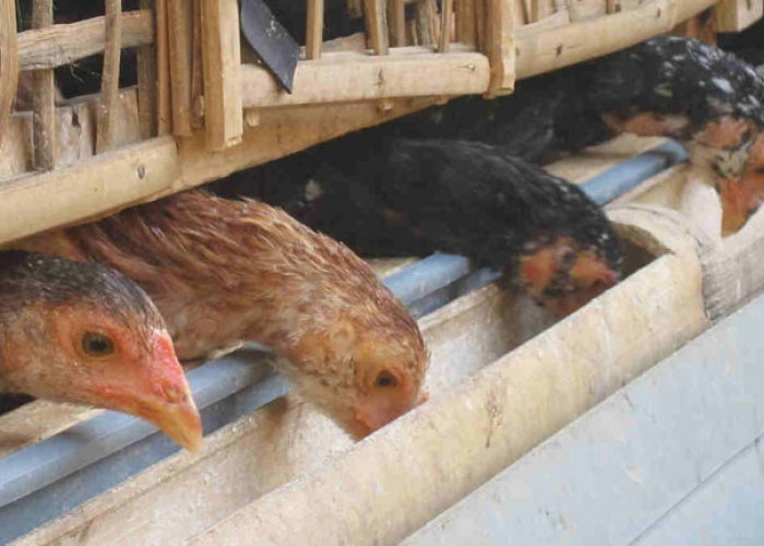 Ide Bisnis Penghasil Cuan! Usaha Ternak Ayam Kampung yang Menggiurkan