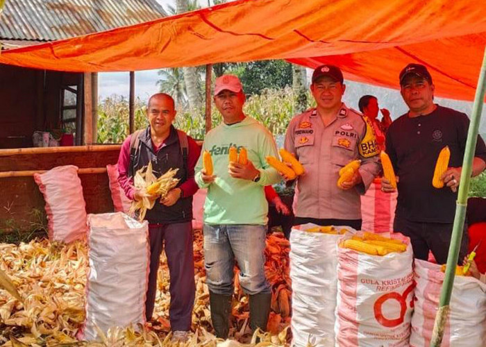 Irigasi Diperbaiki, Desa Batu Dewa Manfaatkan Sawah Kering Jadi Kebun Jagung