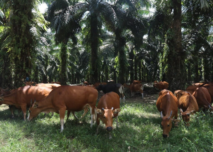 Hemat Biaya Pupuk dan Pakan, Dinas Pertanian Mukomuko Dorong Program Integrasi Sapi-Sawit