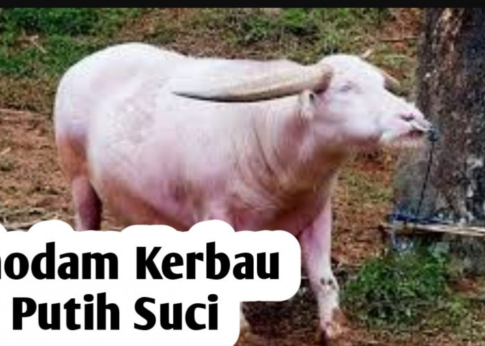 Kekuatan Khodam Kerbau Putih Suci