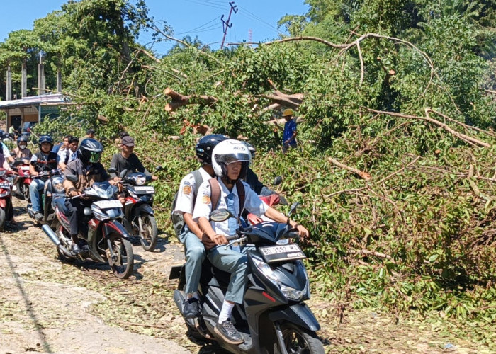 Pohon Tumbang di Jembatan Air Manna Tutup Jalinsum, Enam Motor Rusak Tertimpa