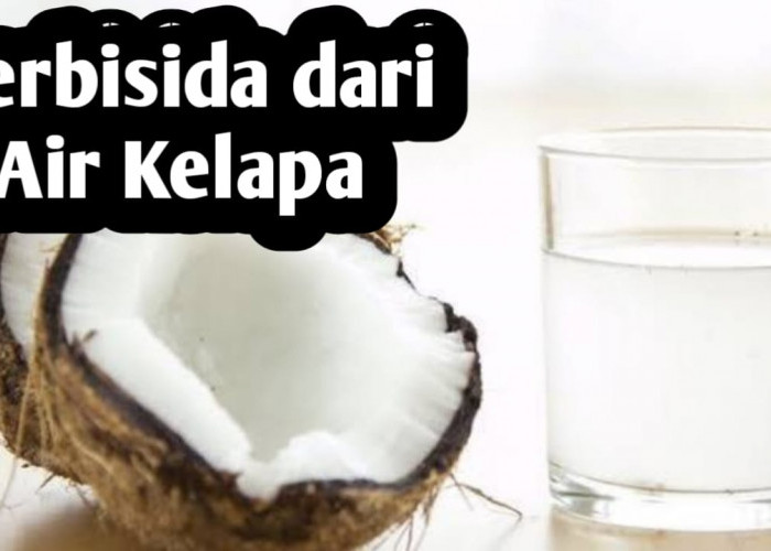 Membuat Herbisida Alami dari Air Kelapa