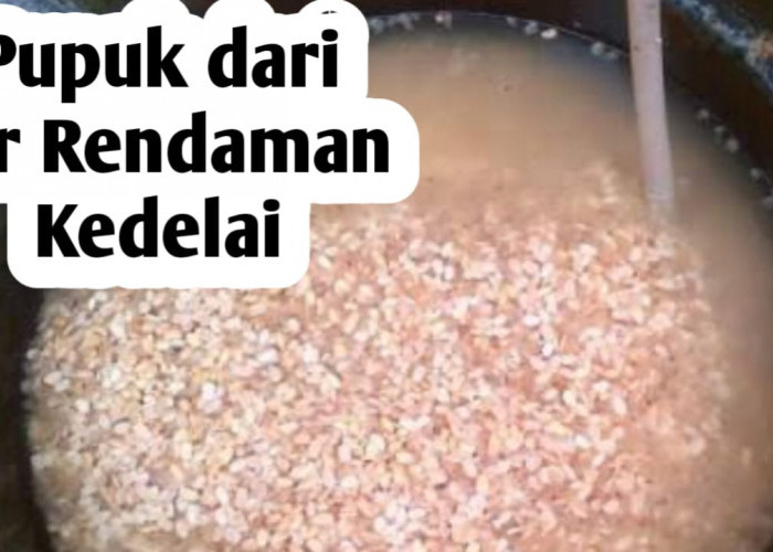 Membuat Pupuk Organik dari Rendaman Air Kedelai, Ini Manfaatnya Bagi Tanaman