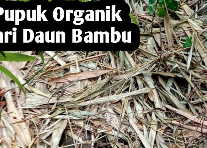 Membuat Pupuk Organik dari Daun Bambu